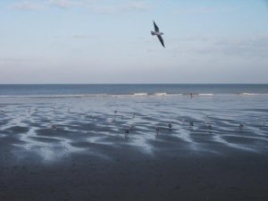 Daguitstap naar zee – foto 31